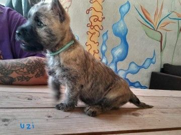 Anne, Pascale Montigaud - Chiot disponible  - Cairn Terrier