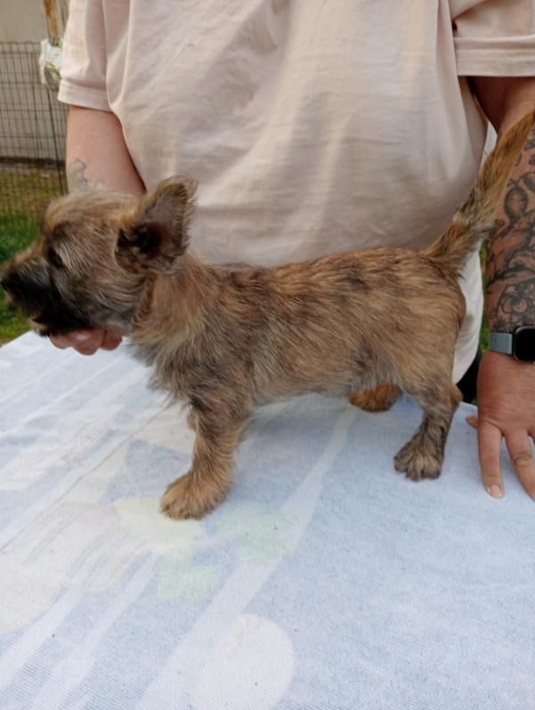 Anne, Pascale Montigaud - Chiots disponibles - Cairn Terrier