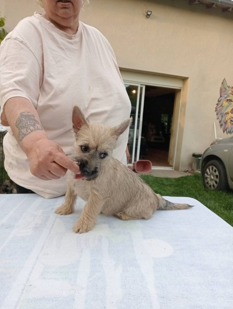 Anne, Pascale Montigaud - Chiots disponibles - Cairn Terrier