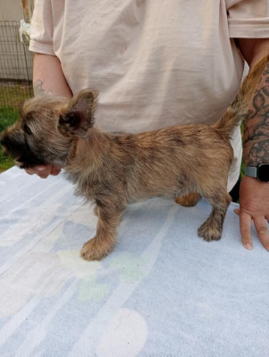 CHIOT 2