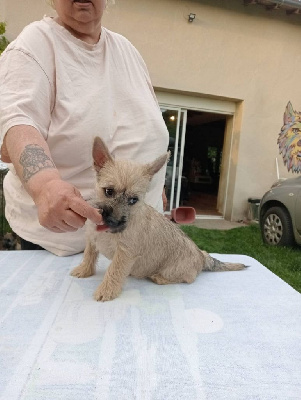 CHIOT 7