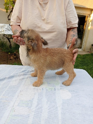 CHIOT 5
