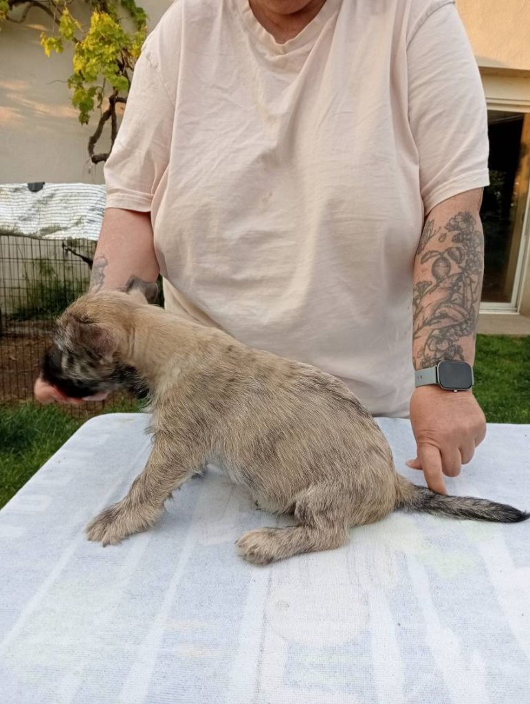 Anne, Pascale Montigaud - Chiots disponibles - Cairn Terrier
