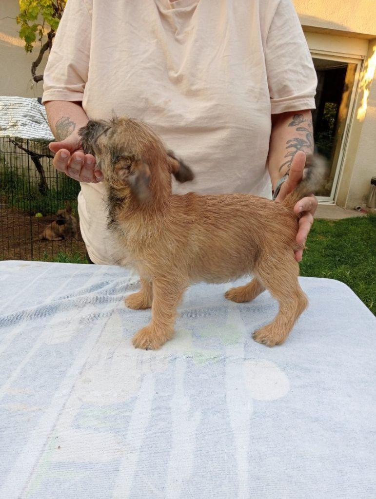 Anne, Pascale Montigaud - Chiots disponibles - Cairn Terrier